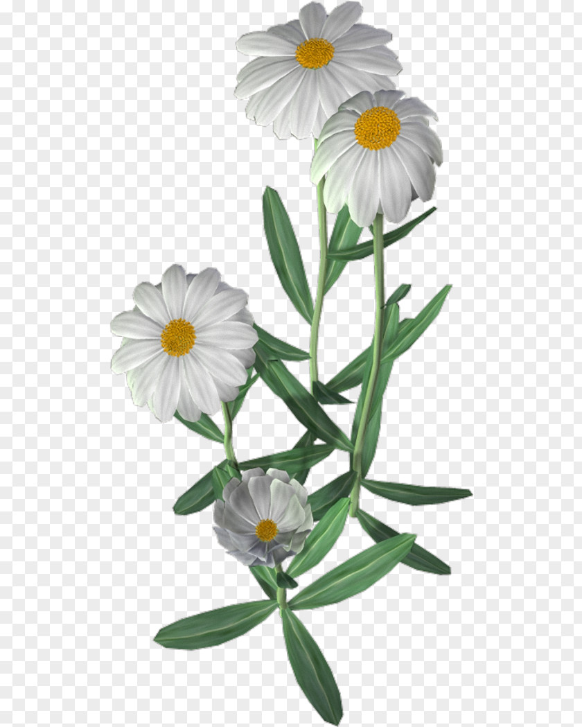 Chamomile Common Daisy Oxeye Roman Flower PNG