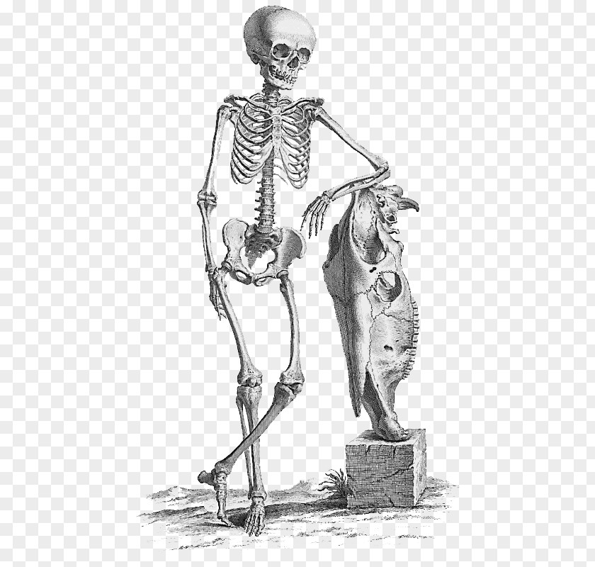 Halloween Skeleton File Surgery Anatomy Medicine Bone Human PNG