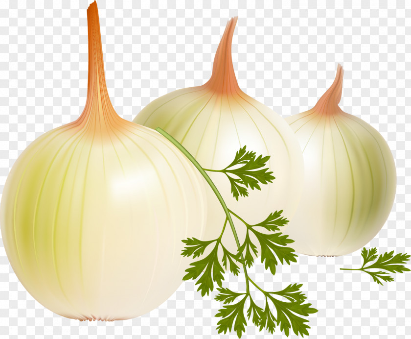 Onion French Soup Vegetable Yellow Vector Graphics PNG