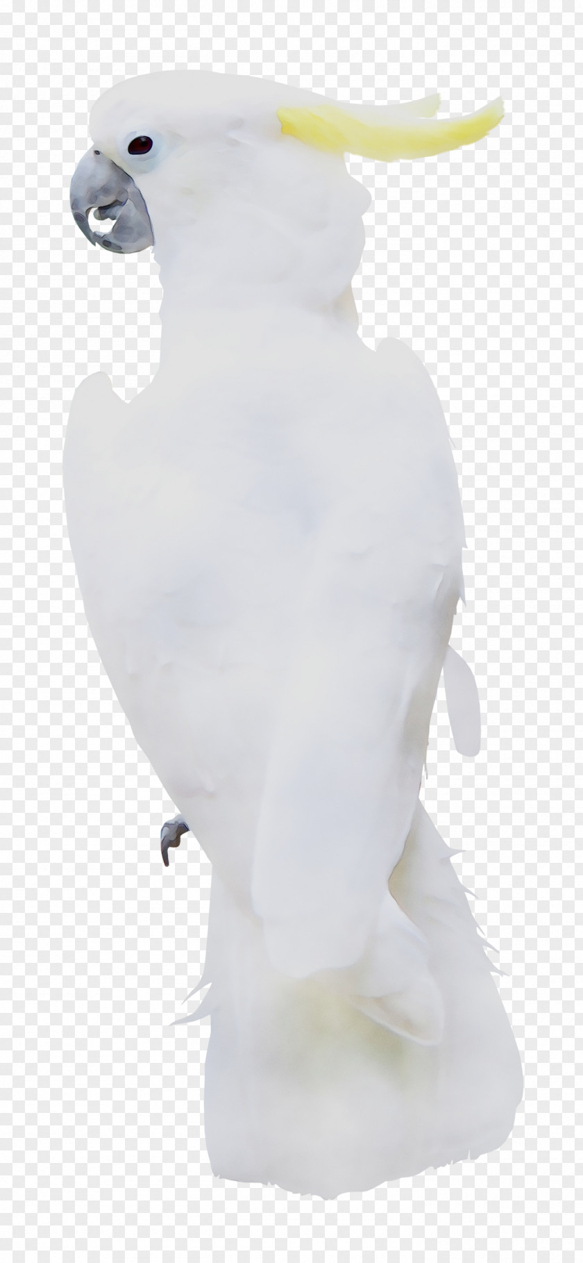 Beak Neck Figurine Feather PNG