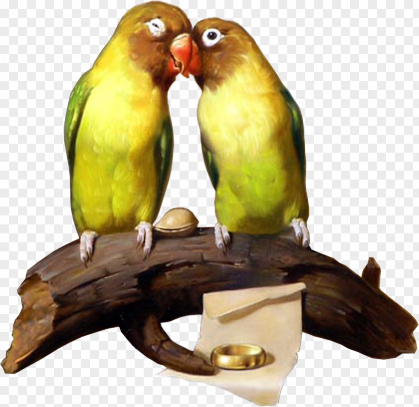 Bird Budgerigar Lovebird Parrot Parakeet PNG