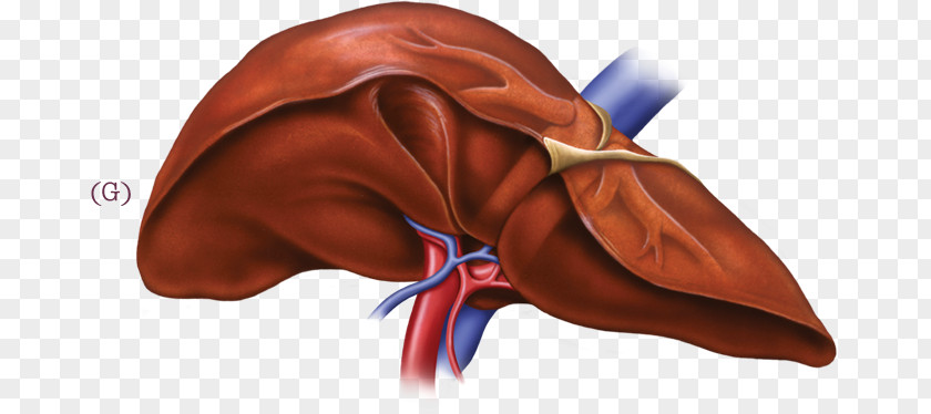 Human-liver Liver Disease Health Food Digestion PNG
