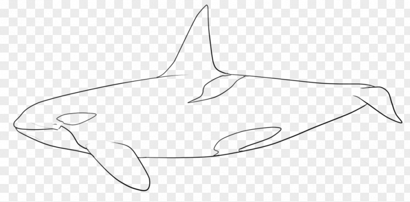 Line Art Marine Mammal Drawing PNG