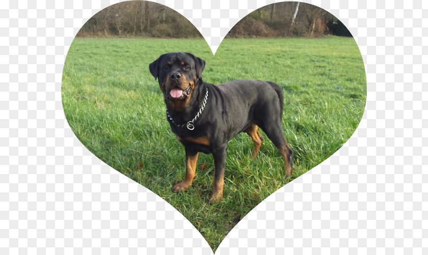 Ronan Austrian Black And Tan Hound Polish Hunting Dog Rottweiler Coonhound Breed PNG