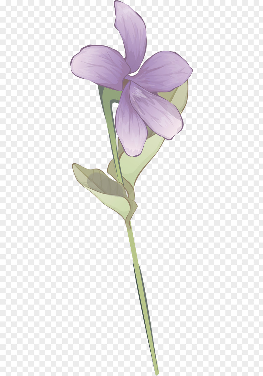 Violet Plant Stem Herbaceous Family PNG