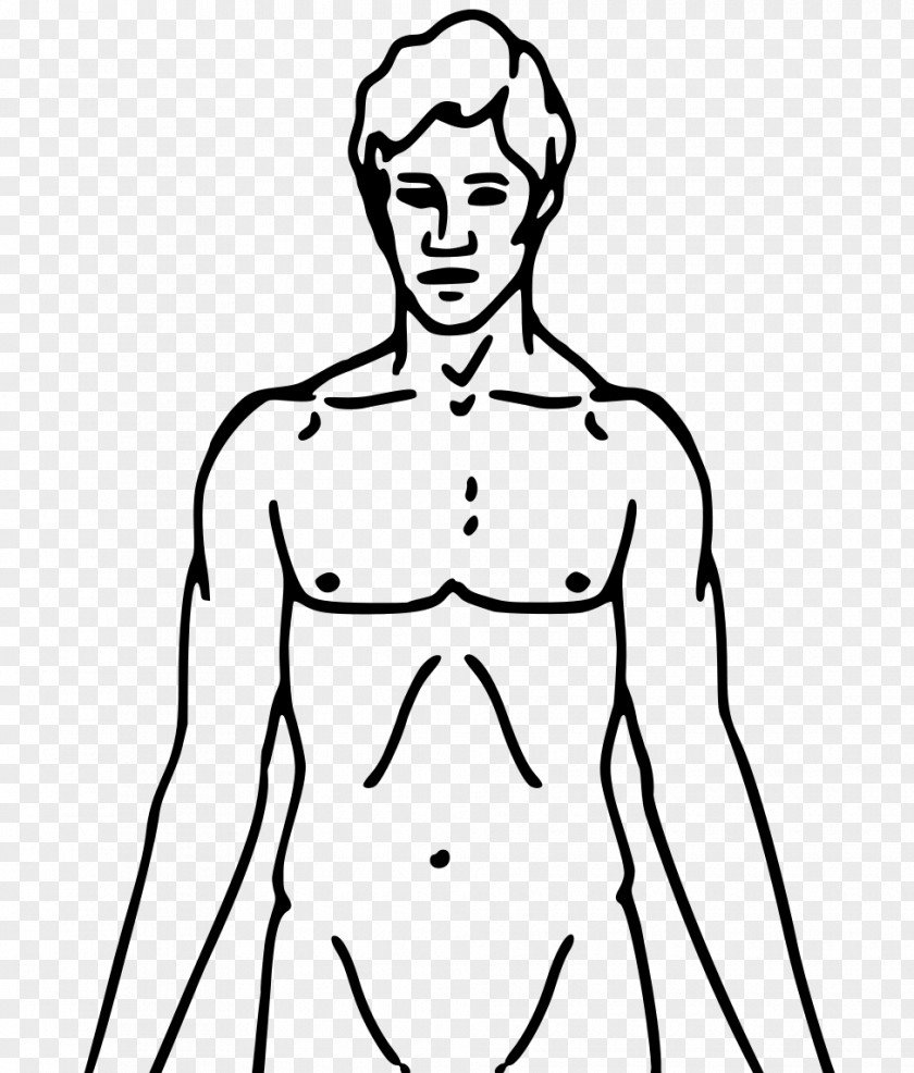 Body Human Muscle Diagram Anatomy Clip Art PNG