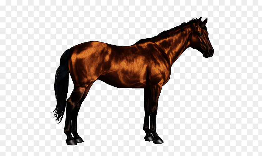 Dark Horse Oldenburg Thoroughbred Stallion Lipizzan Hanoverian PNG