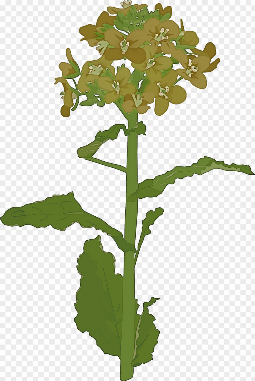 Flower Plant Leaf Stem PNG