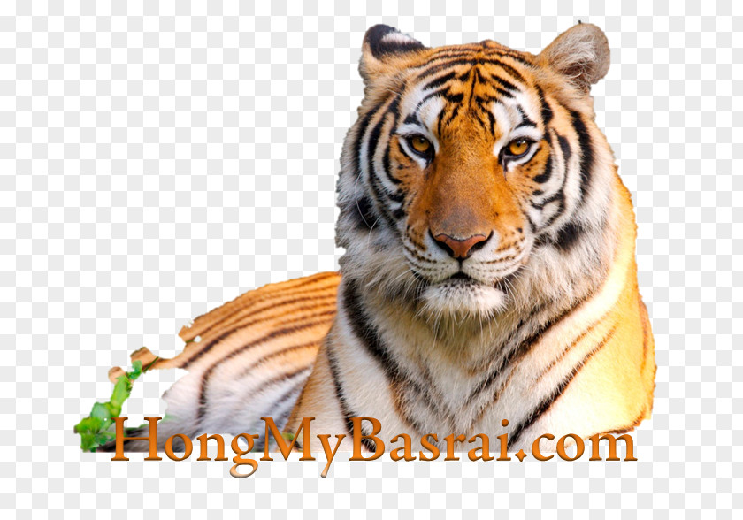 Lion Desktop Wallpaper High-definition Television Cat 1080p PNG