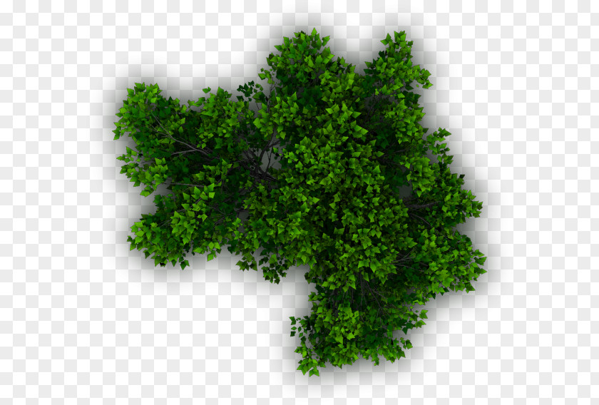 Lush Tree Top Shrub Plant Evergreen PNG