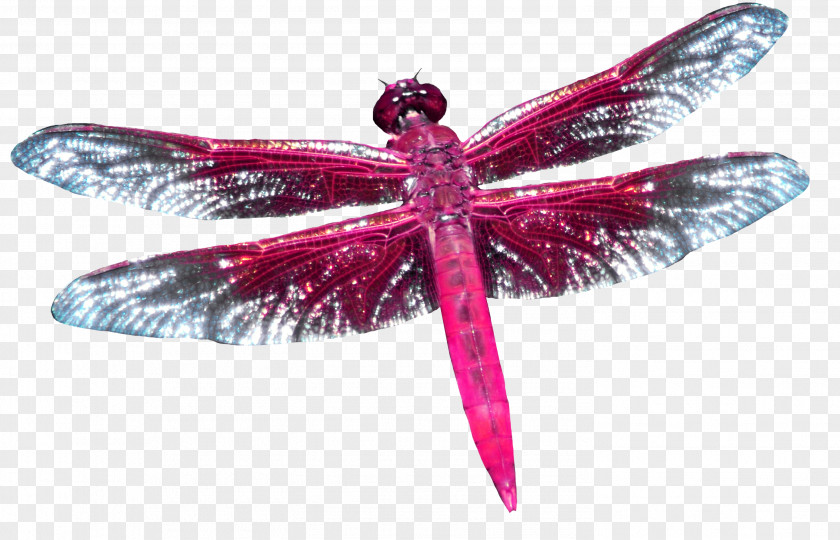 Red Dragonfly PNG
