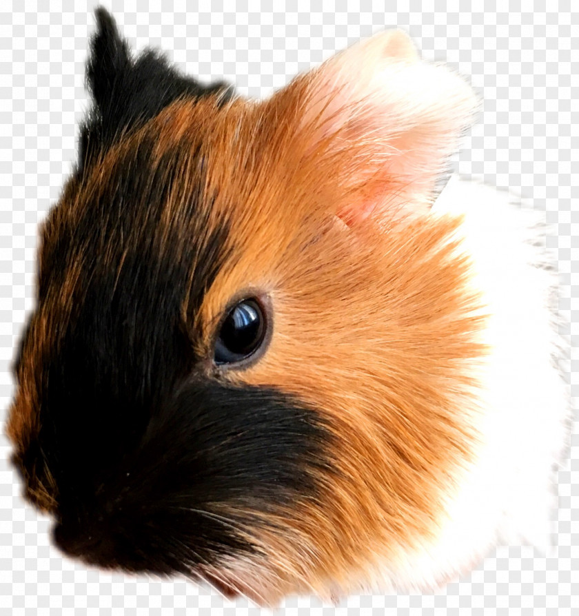 Tail Fawn Hamster Background PNG