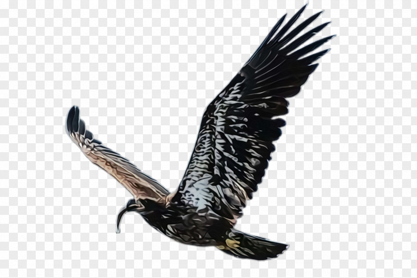 Claw Wing Bird Of Prey Eagle Golden Kite PNG