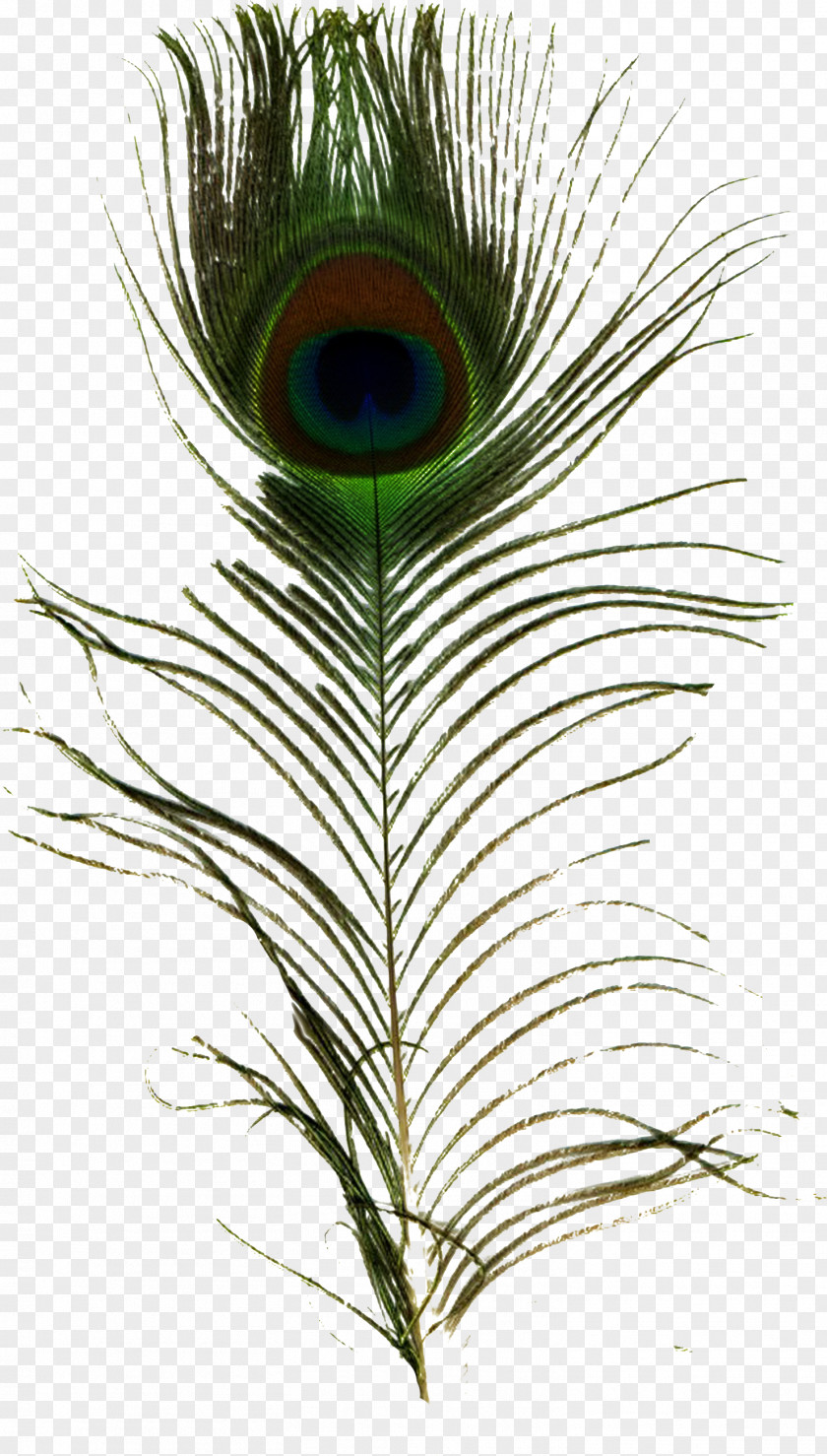 Peacock Feather Pavo Peafowl Clip Art PNG