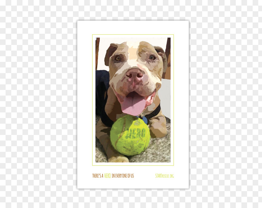 Rescue Heroes Dog Breed American Pit Bull Terrier Snout PNG