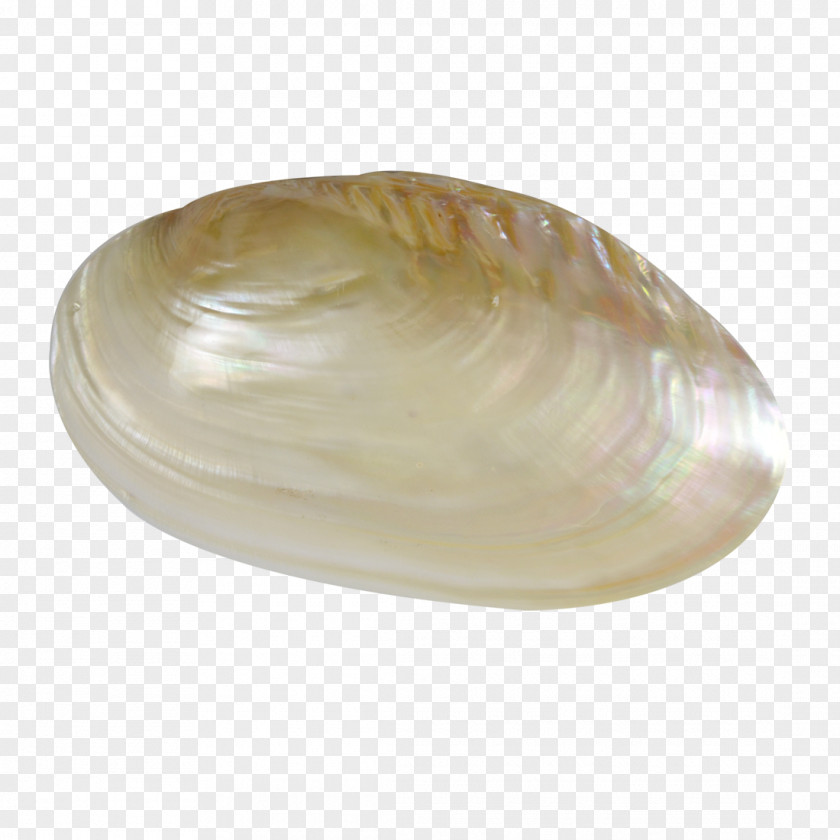 Seashell Cockle Clam Veneroida Tellinidae PNG