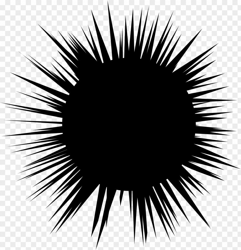 Sea Star Urchin Hedgehog Silhouette Clip Art PNG
