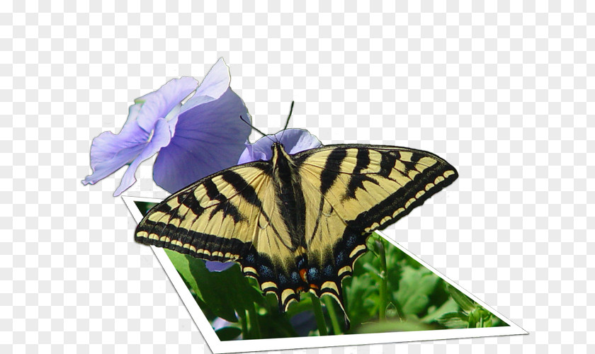 3d Butterfly Brush-footed Butterflies Old World Swallowtail Glasswing Image PNG