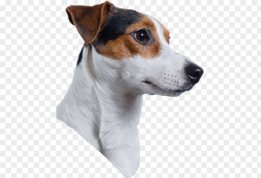 Puppy Jack Russell Terrier Labrador Retriever Parson Chihuahua PNG