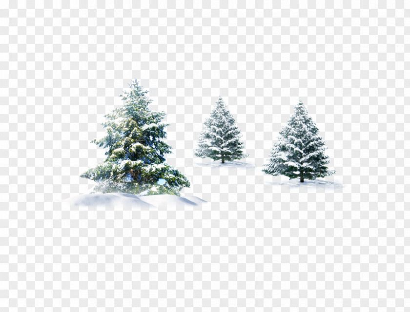 Christmas Tree Pine Snow Desktop Wallpaper Winter PNG