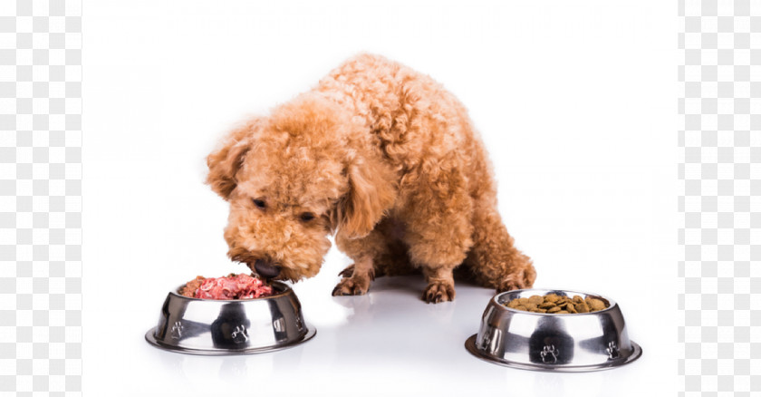 Dog Food Puppy Cat Raw Foodism PNG