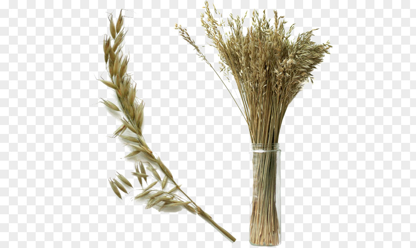 Dried Wheat PNG