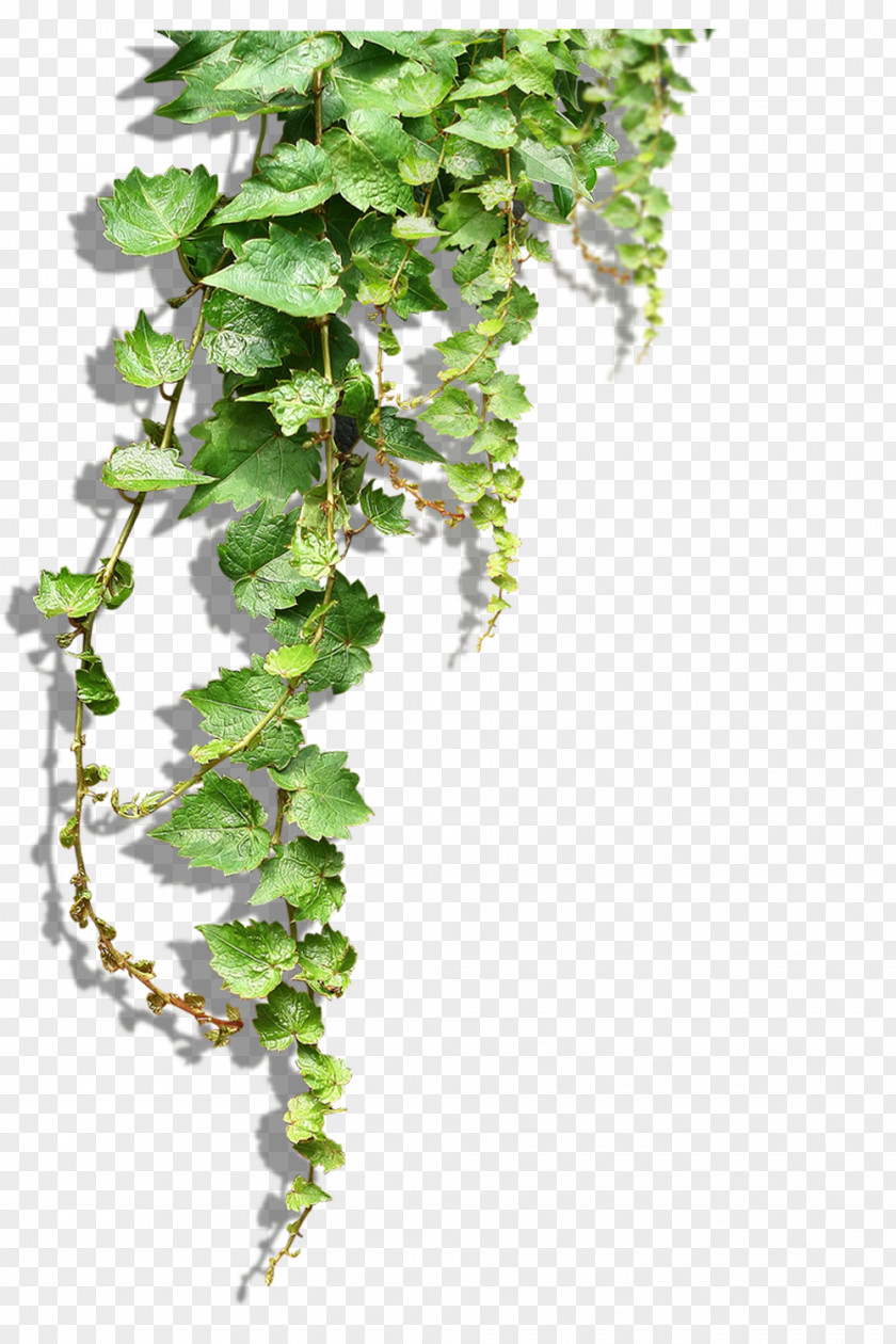 Flower Vine Pictures Plant Tree Clip Art PNG
