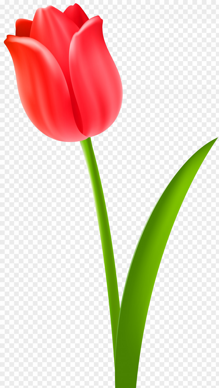 Hello Spring Tulip Desktop Wallpaper Clip Art PNG