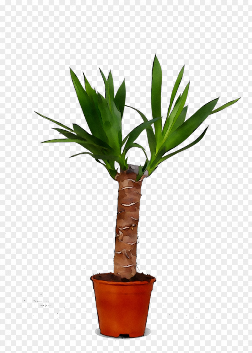 Palm Trees Flowerpot Houseplant Plant Stem Plants PNG