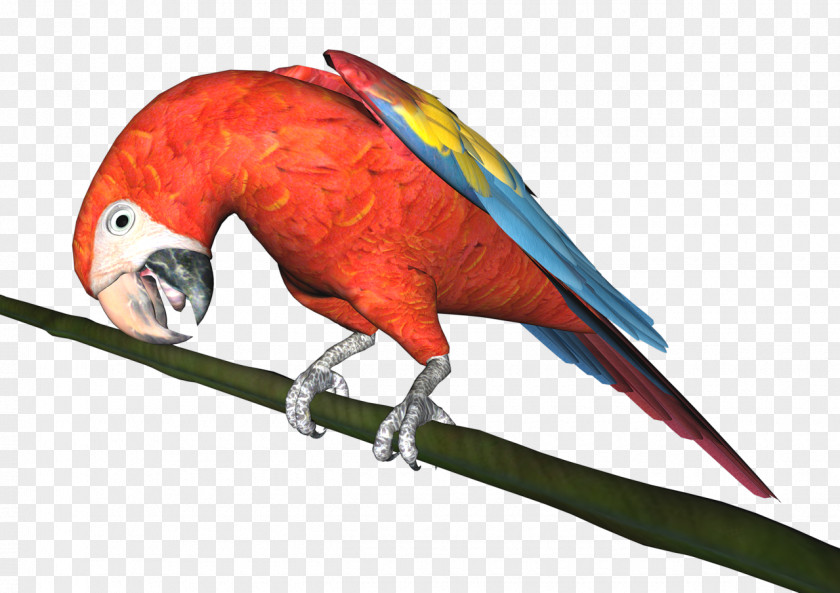 Parrots Budgerigar Macaw Parrot Bird Parakeet PNG