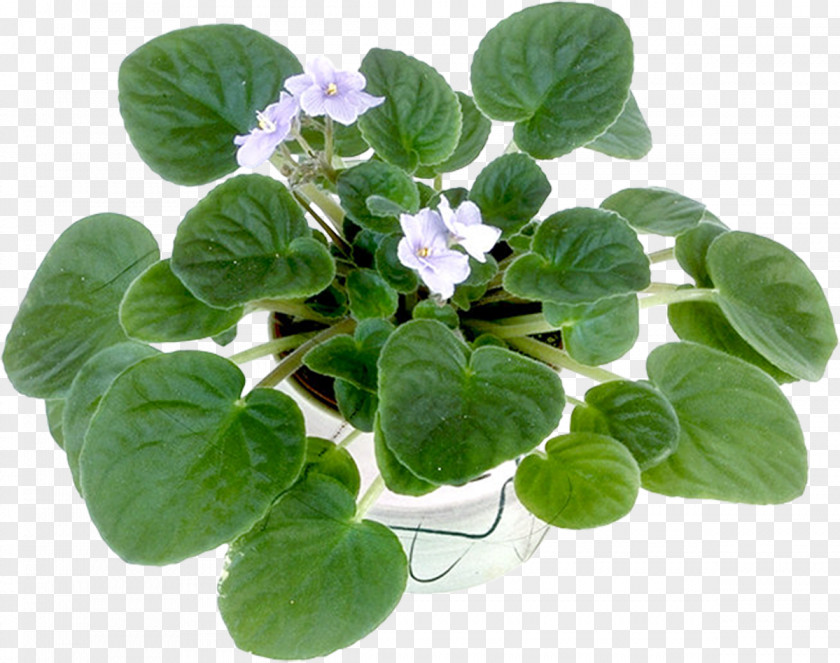 Violet Flowerpot Cachepot Bonsai Penjing PNG
