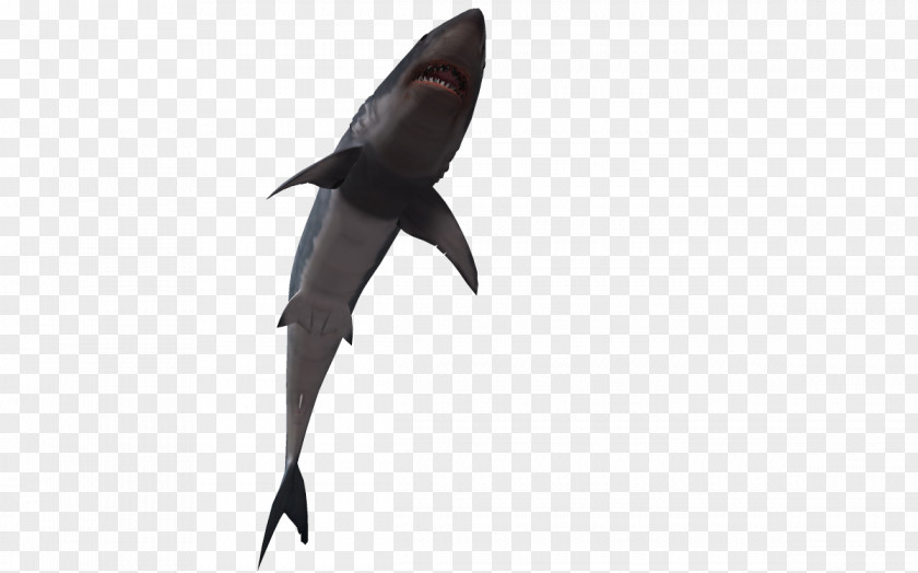3d Cartoon Fish Shark 3D Computer Graphics PNG