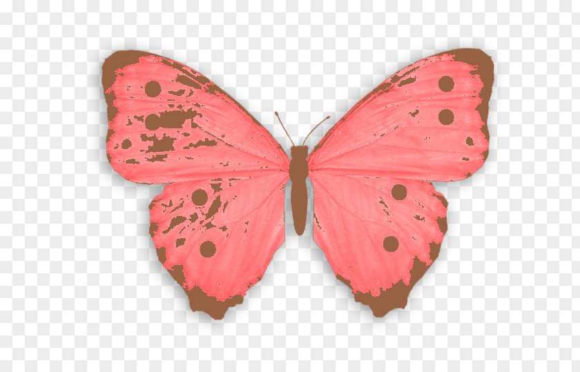 A Butterfly Euclidean Vector PNG