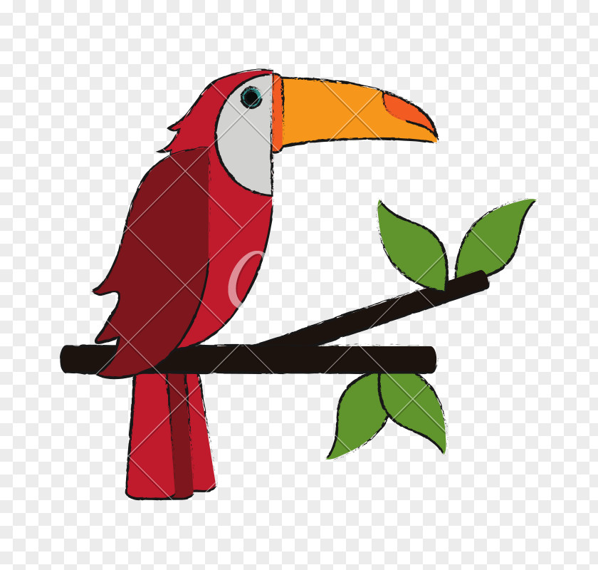 Branch Piciformes Bird PNG
