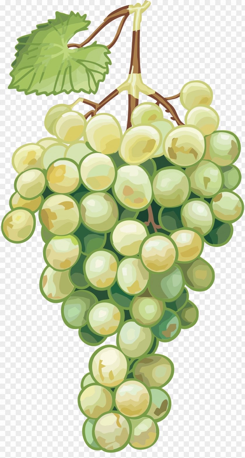 Grapes Common Grape Vine Drawing Seed Oil PNG
