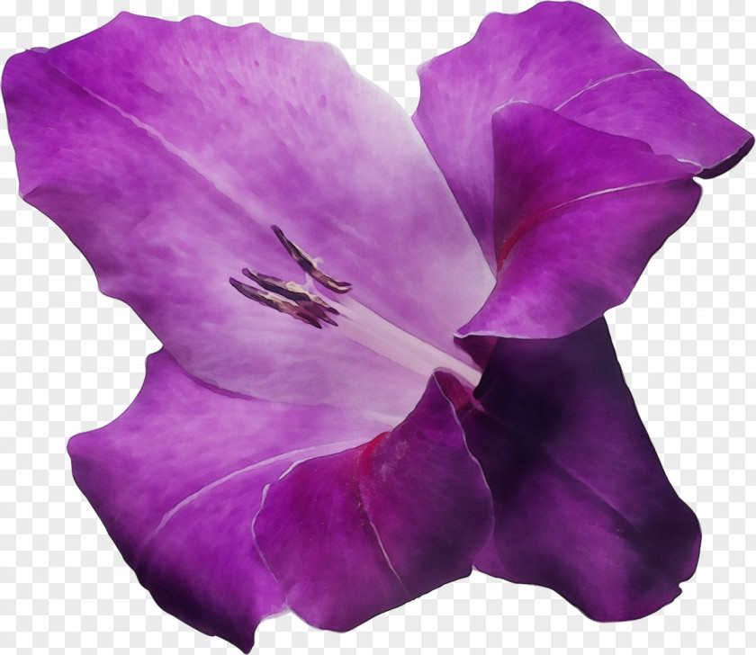 Petunia Flowering Plant Lavender PNG