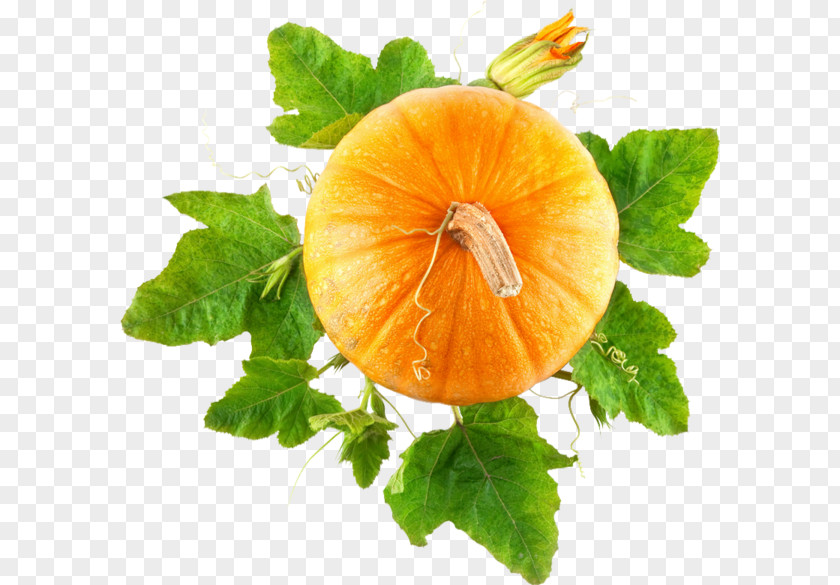 Pumpkin Vegetarian Cuisine Food Clip Art PNG
