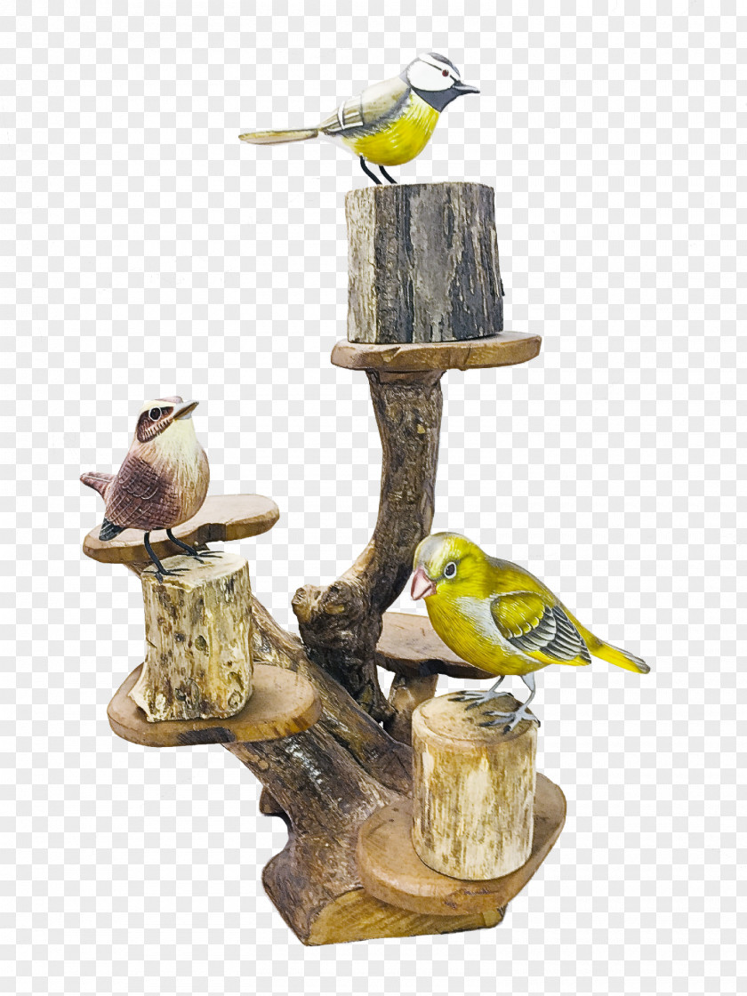 Birds Biology Science PNG