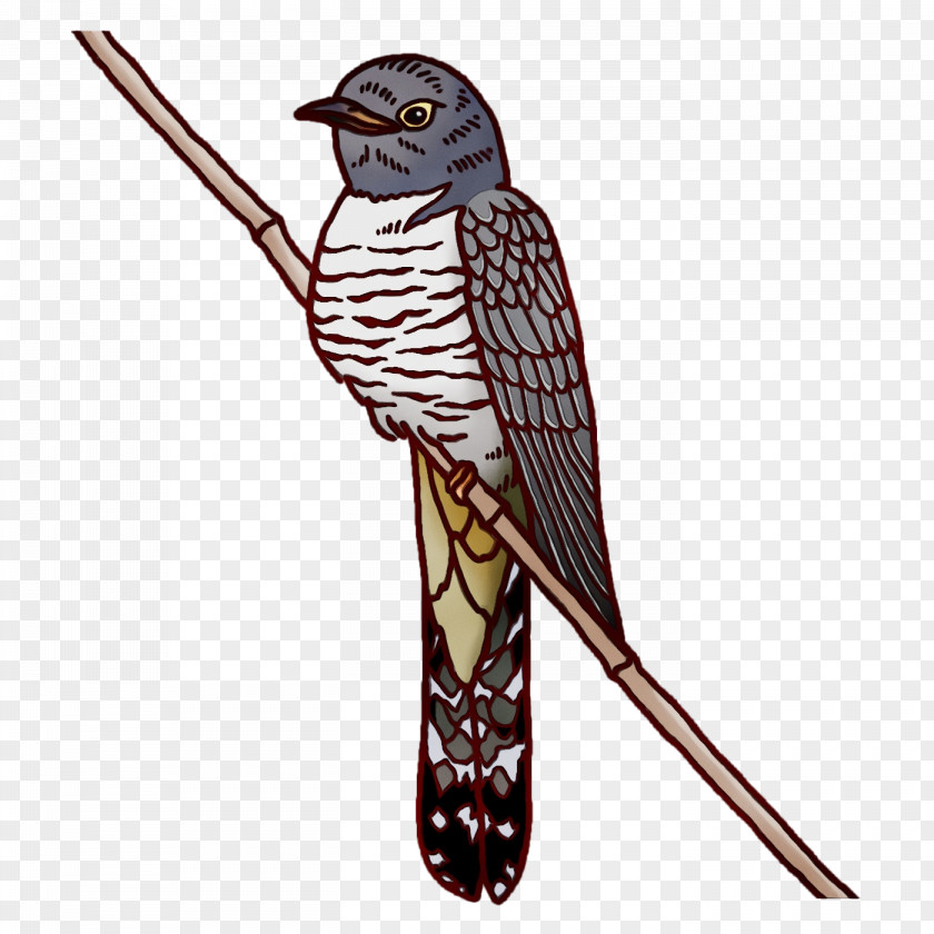 Feather PNG