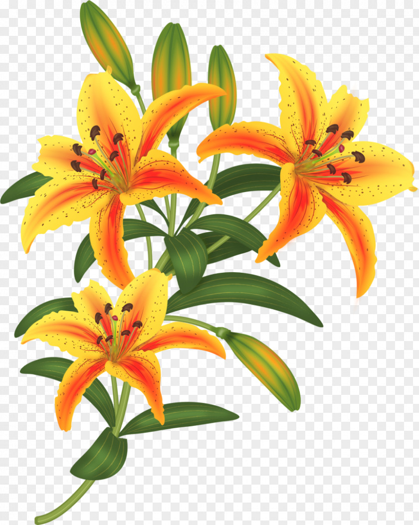 Flowers Flower Paper Lilium Drawing PNG