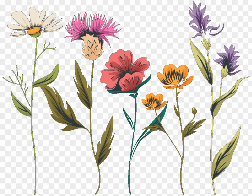 Pink Family Perennial Plant Flower Cartoon PNG