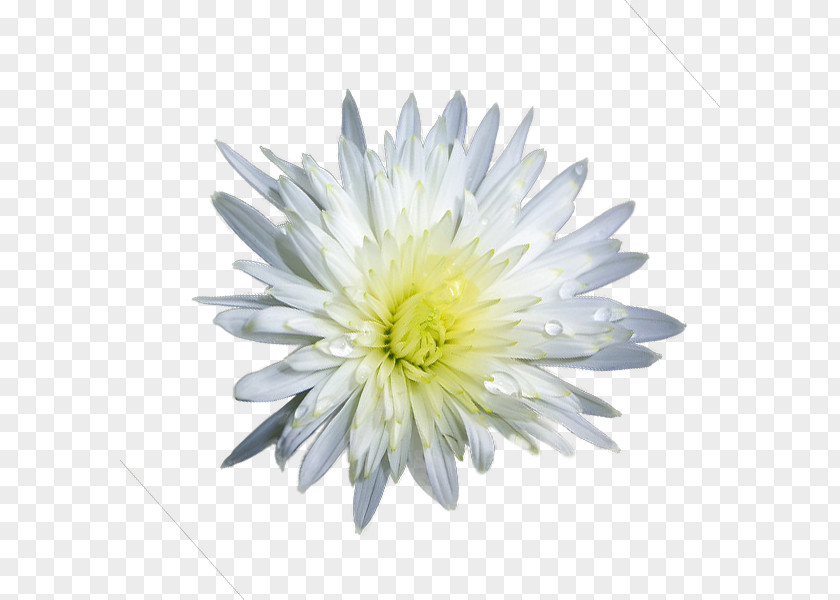 White Chrysanthemum Transvaal Daisy PNG