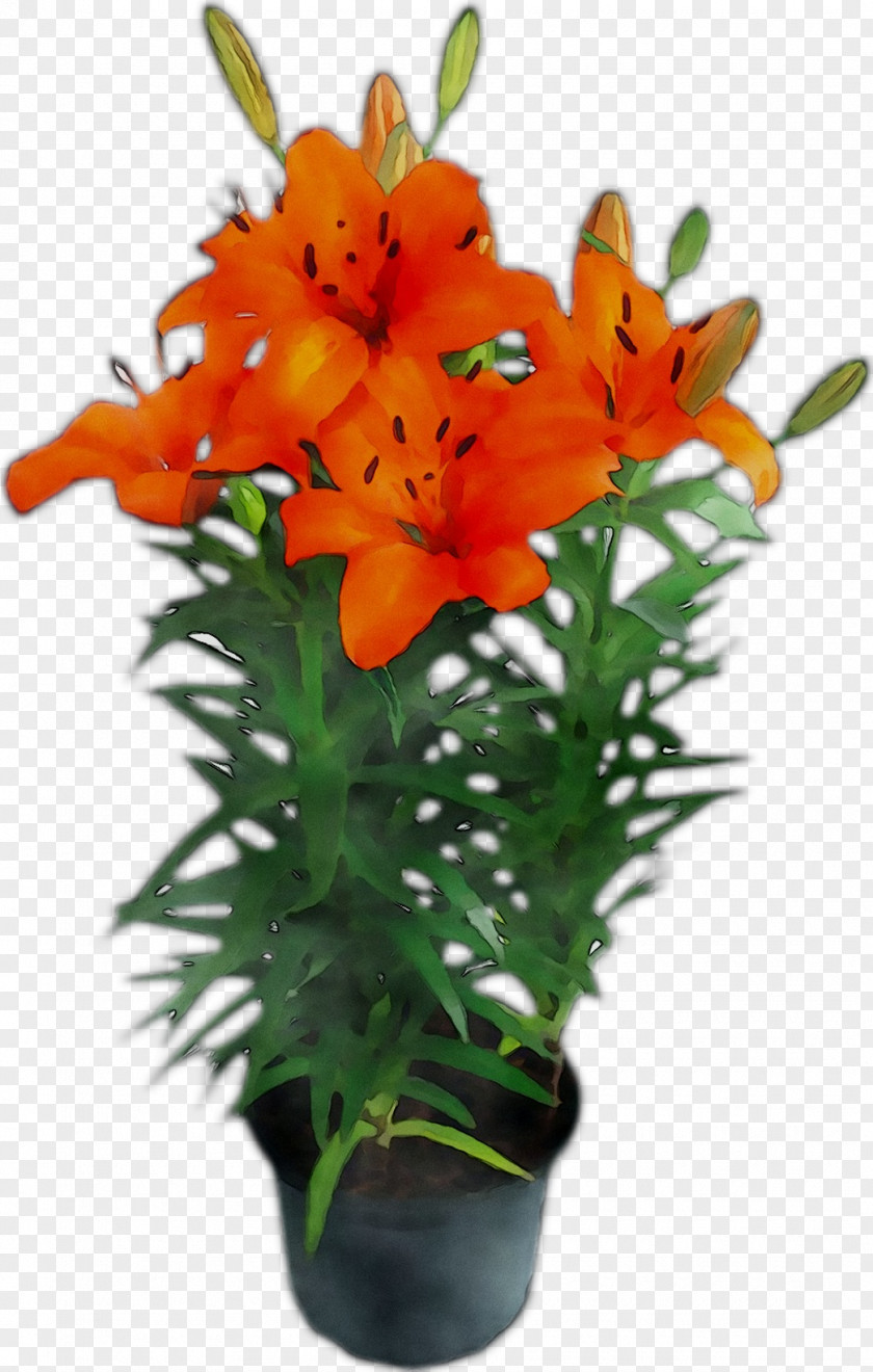 Cut Flowers Floral Design Flower Bouquet Plant Stem PNG
