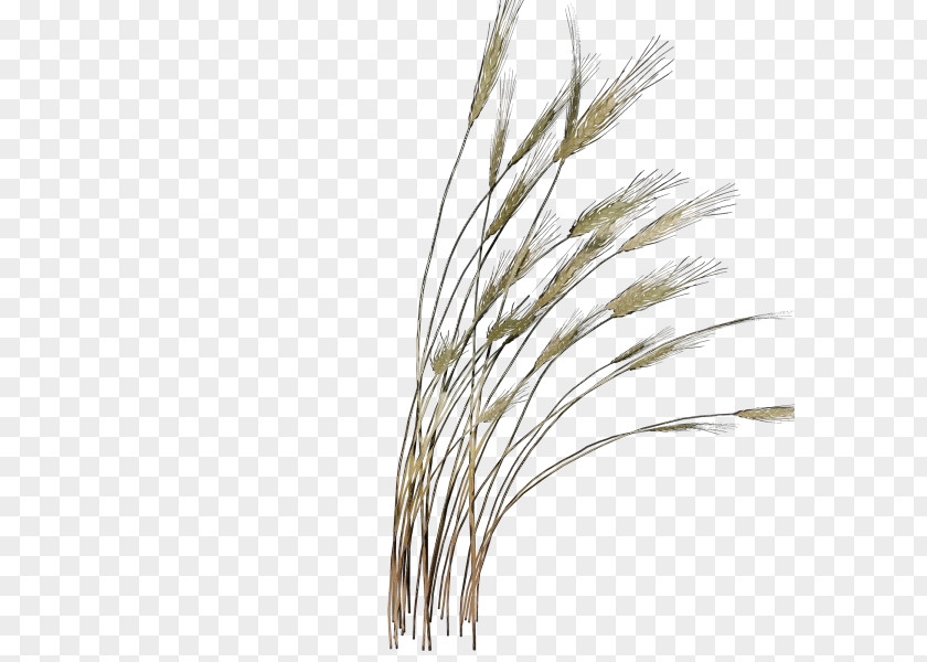 Plant Stem Grasses Twig Emmer Tree PNG