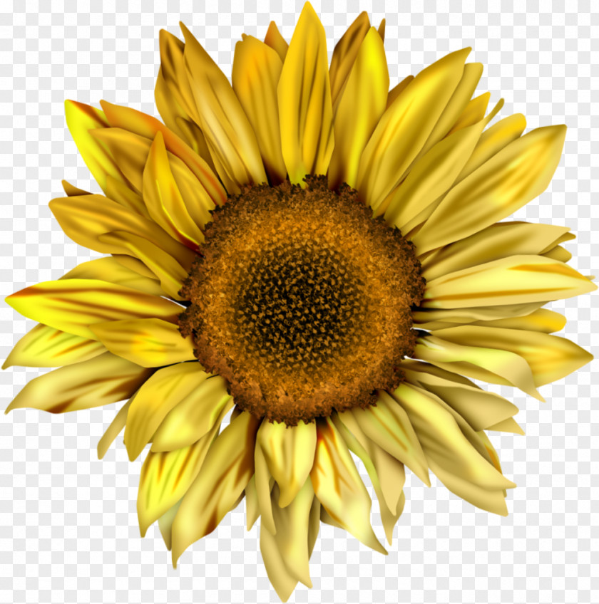Sunflower Common Desktop Wallpaper Seed Clip Art PNG