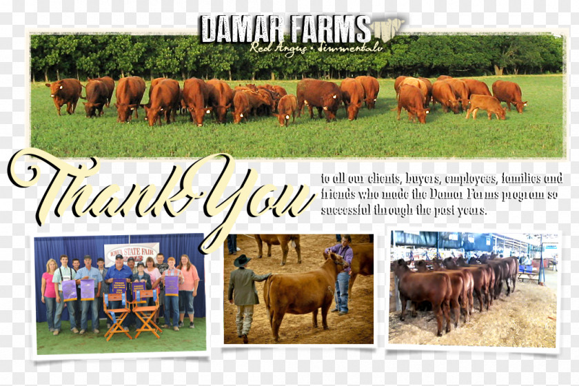 Thankyou Cattle Fauna Farm Pasture Ecoregion PNG