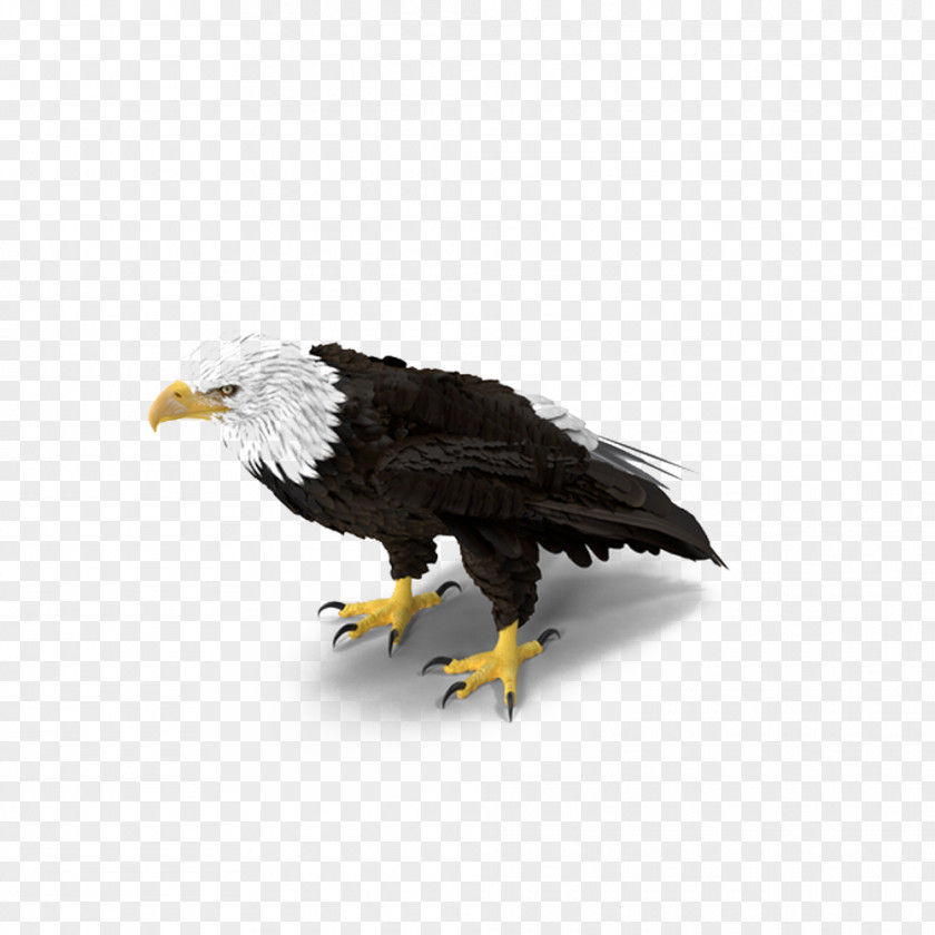 Bald Eagle Standing Download PNG