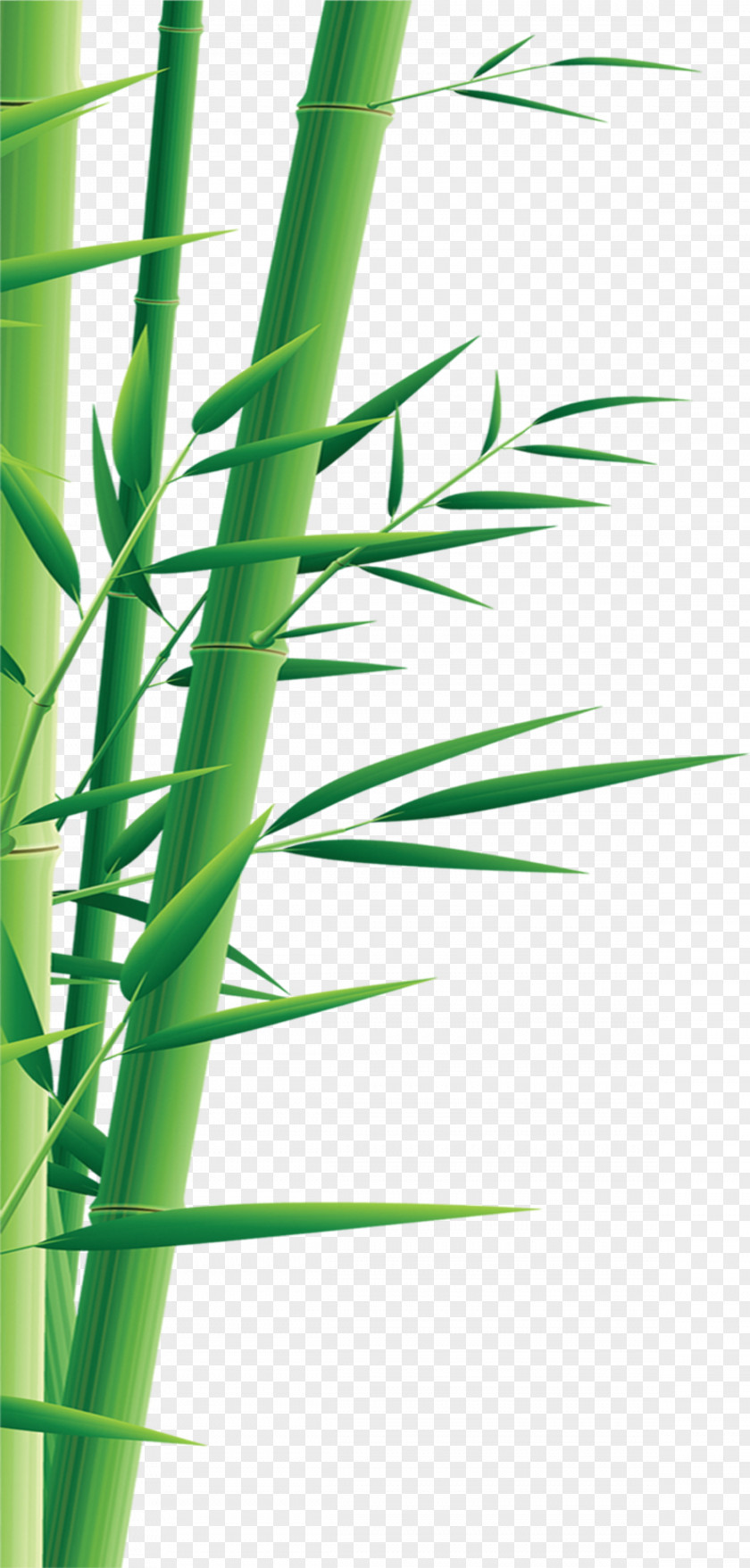 Bamboo Graphic Design Illustration PNG