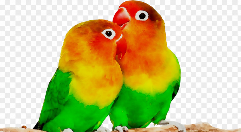 Breeding Lovebirds Parrot Desktop Wallpaper PNG