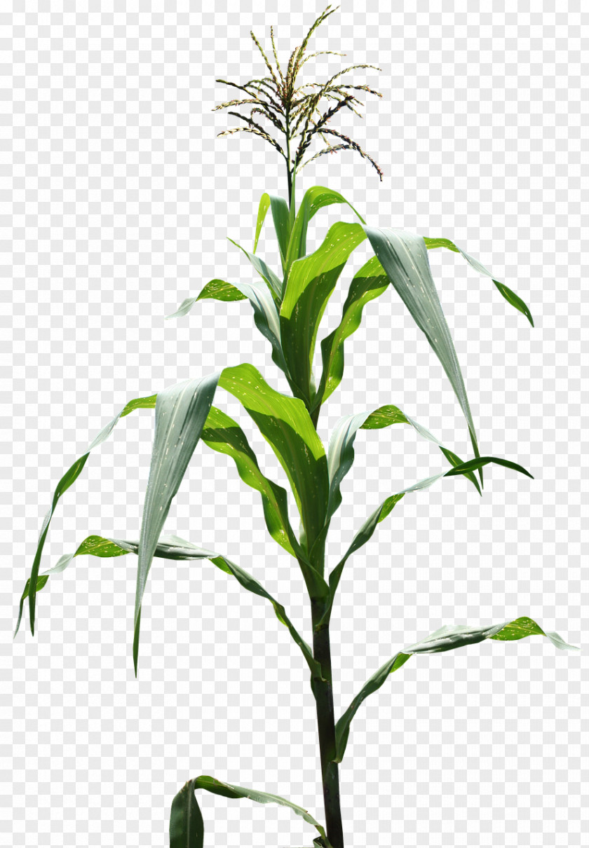 Corn Genetically Modified Maize Milpa PNG